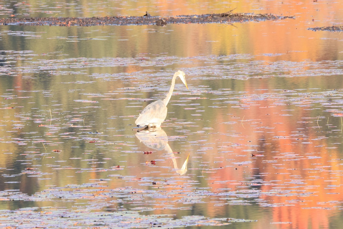Great Blue Heron - ML643065300