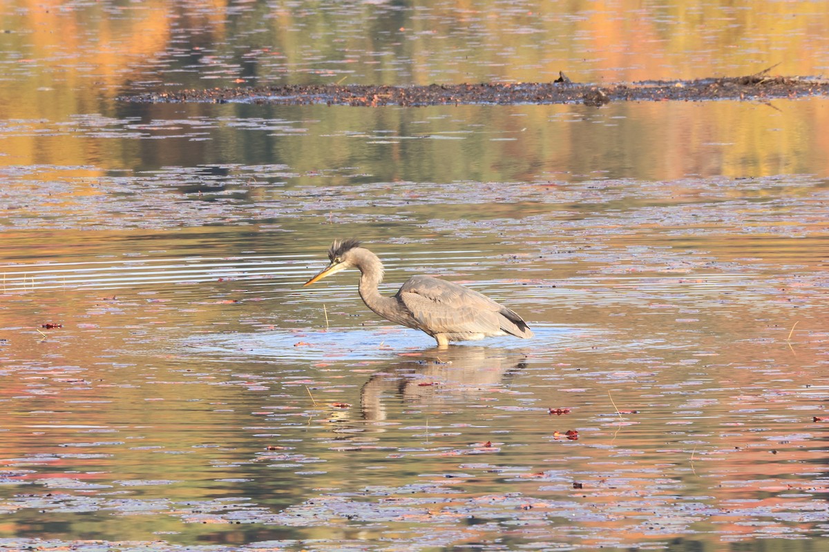 Great Blue Heron - ML643065301