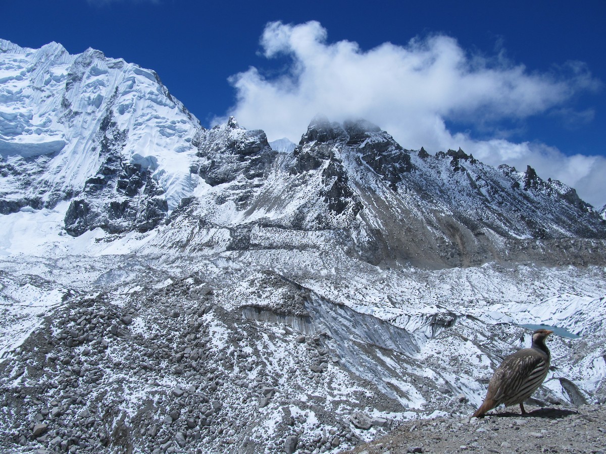 チベットセッケイ - ML643065309