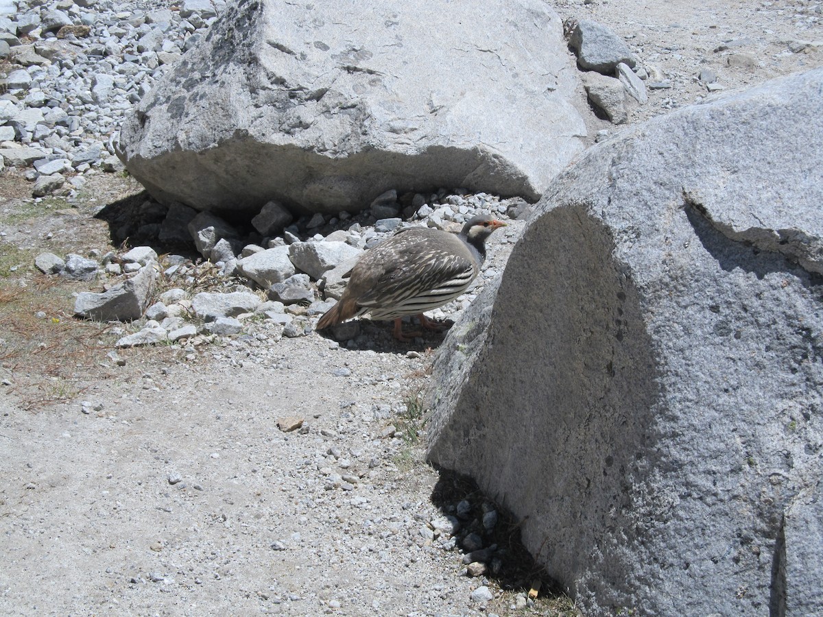 チベットセッケイ - ML643065310