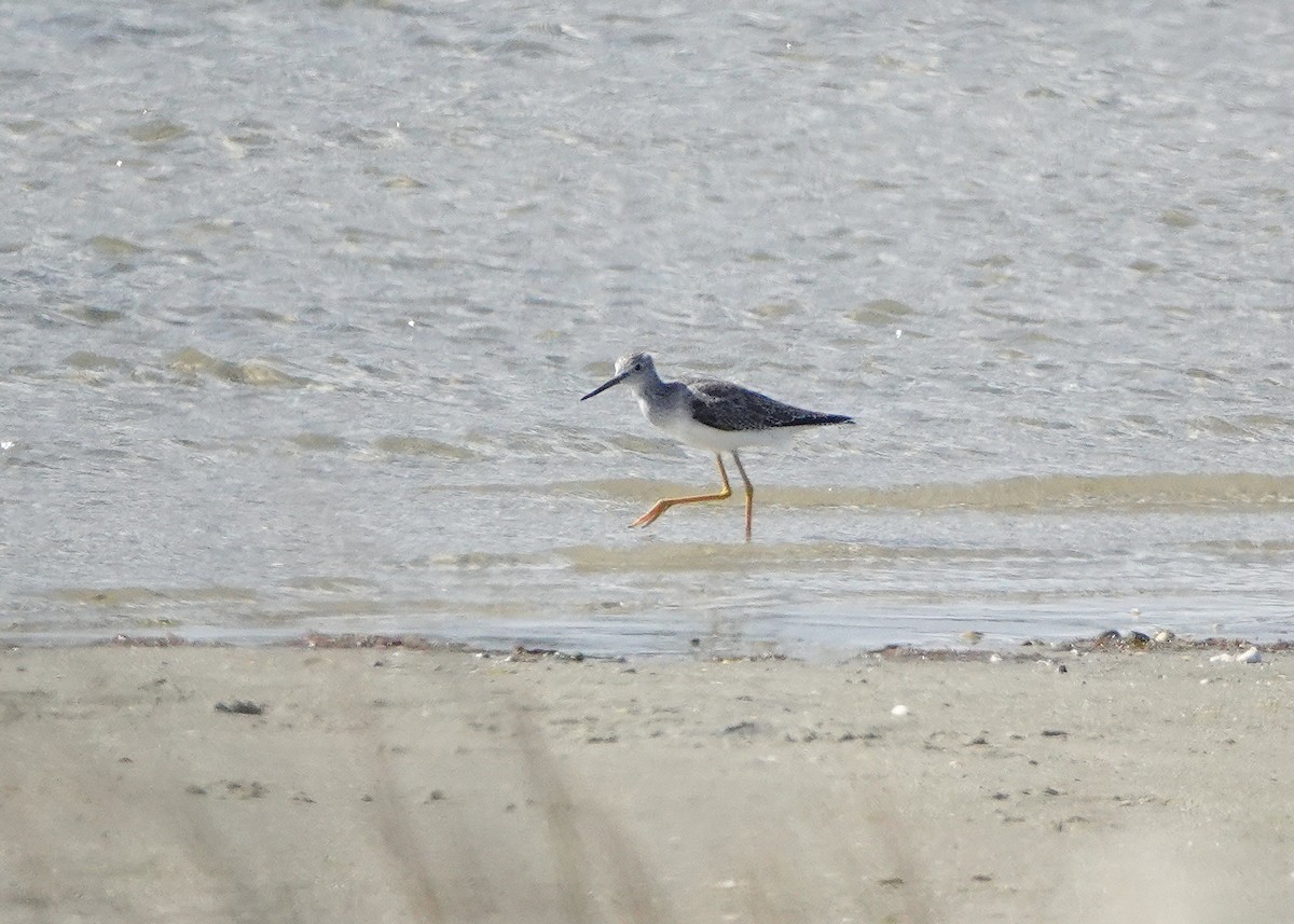 Greater Yellowlegs - ML643065346