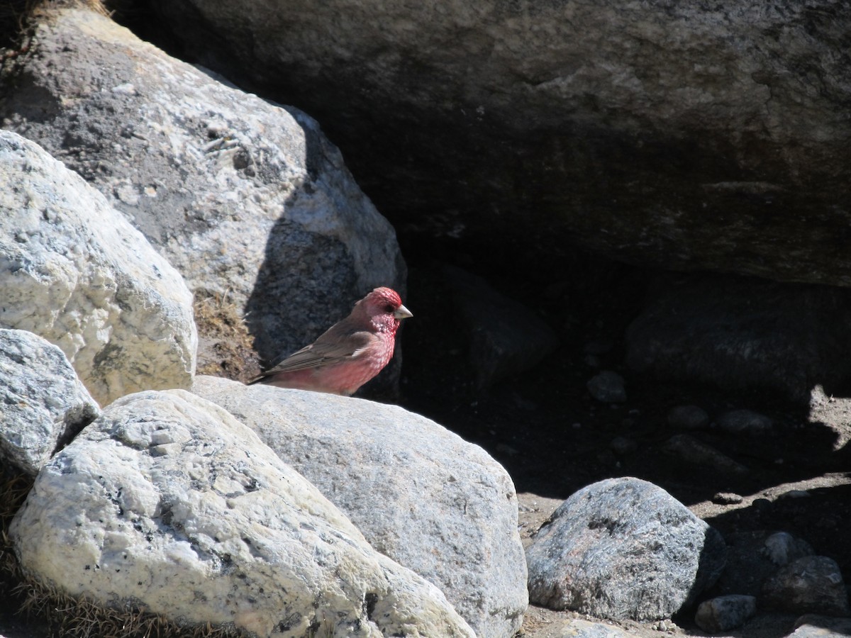 fjellrosenfink - ML643065360