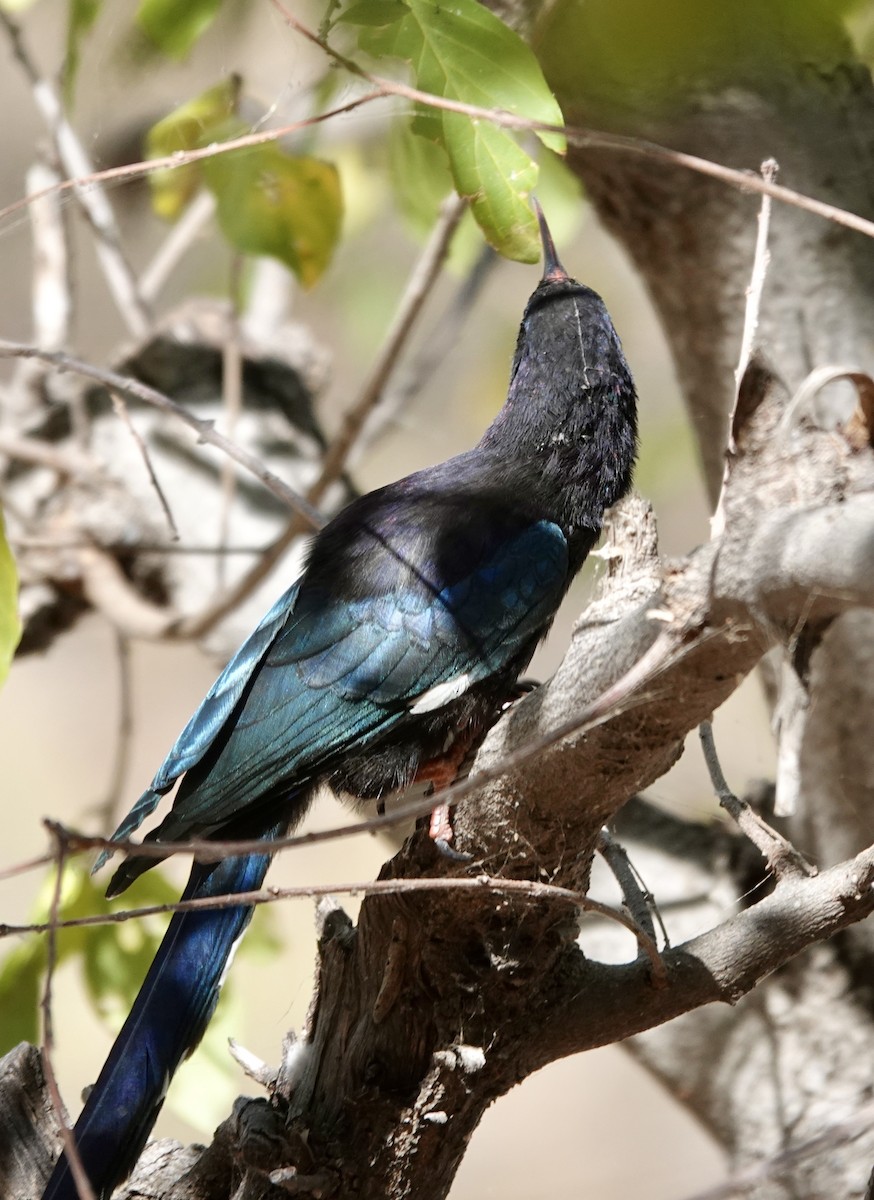 Green Woodhoopoe - ML643065362