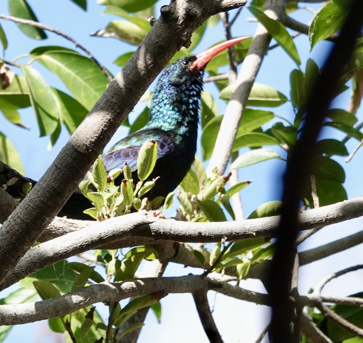 Green Woodhoopoe - ML643065369