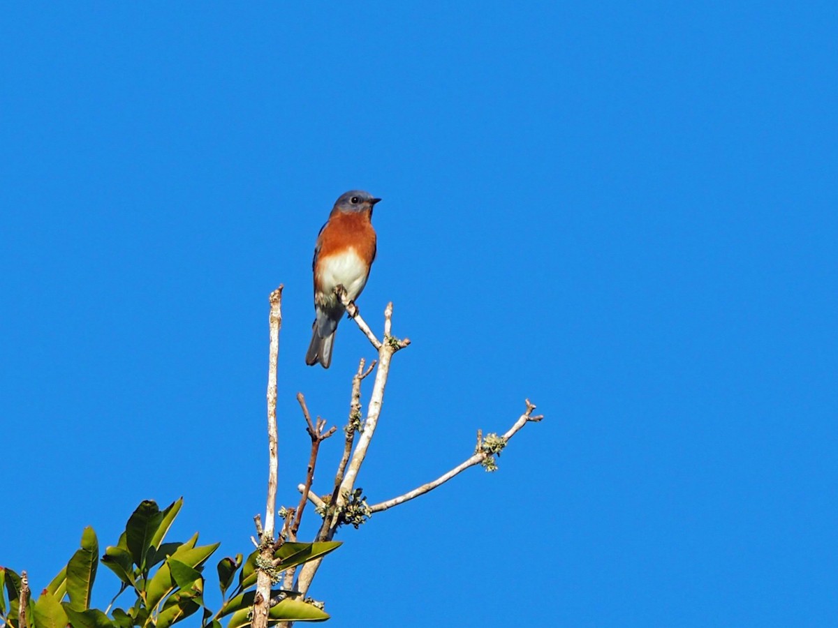 Eastern Bluebird - ML643065370