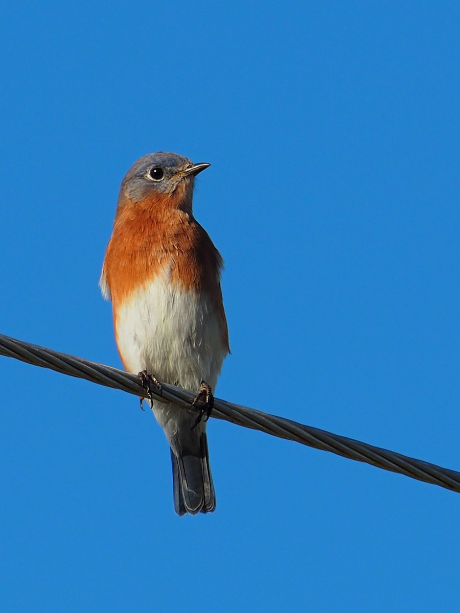 Eastern Bluebird - ML643065371