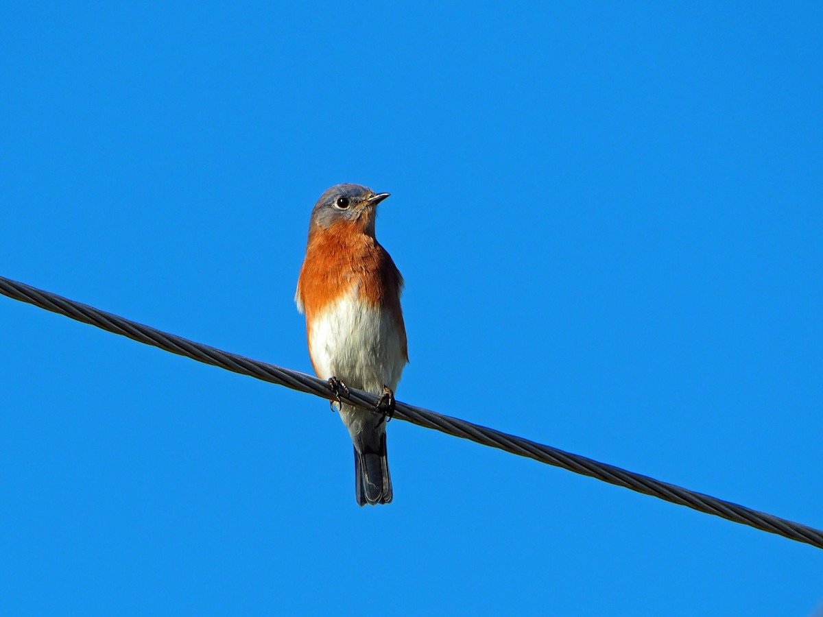 Eastern Bluebird - ML643065372