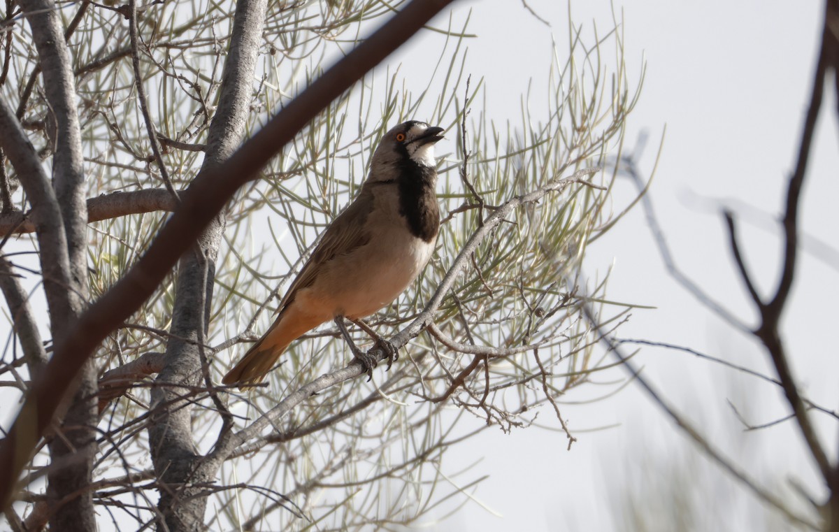 Crested Bellbird - ML643065375
