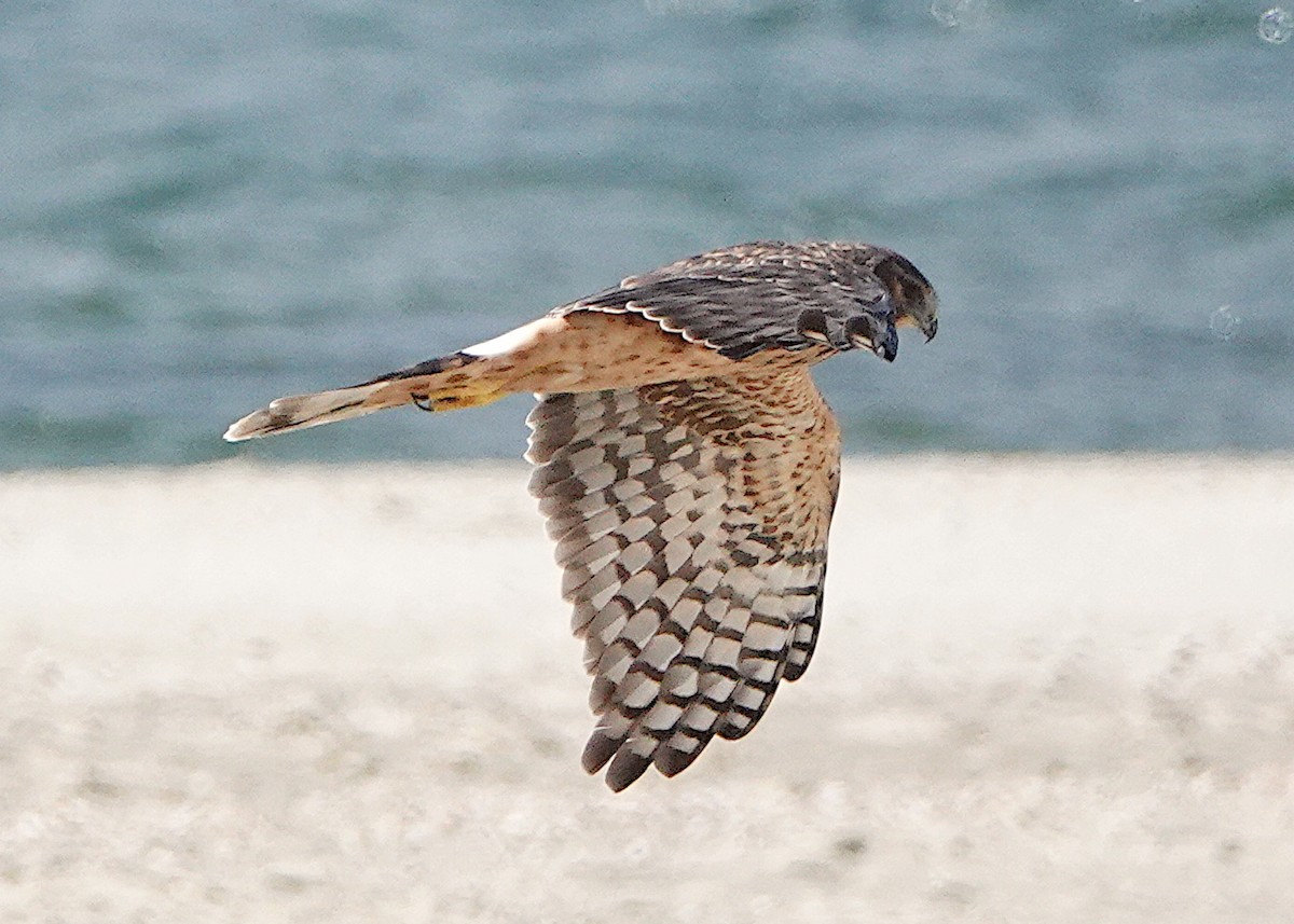 Northern Harrier - ML643065376