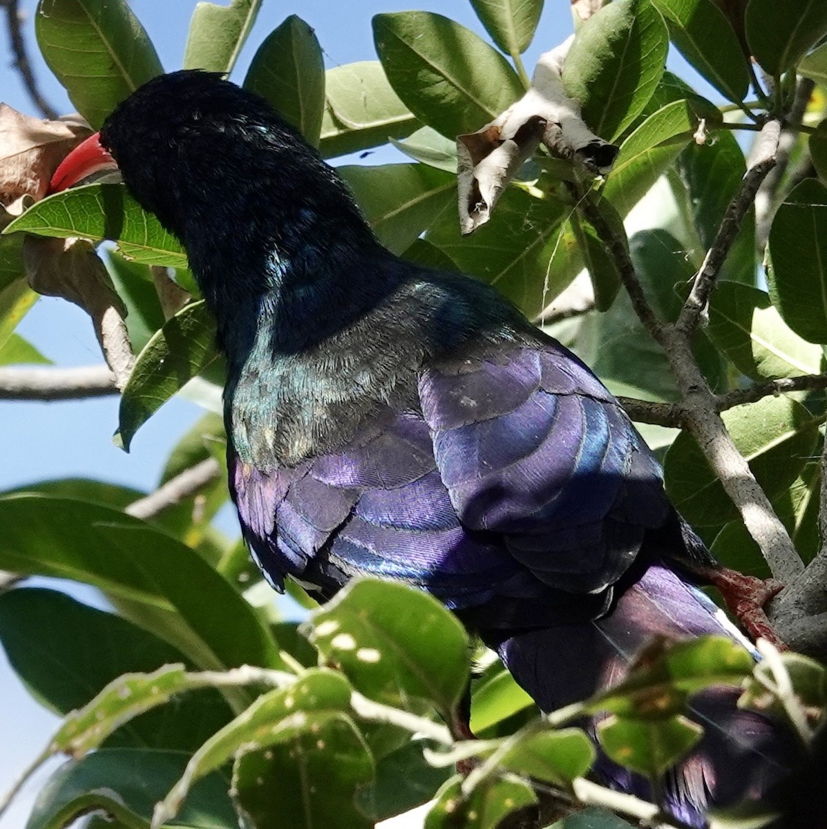 Green Woodhoopoe - ML643065377