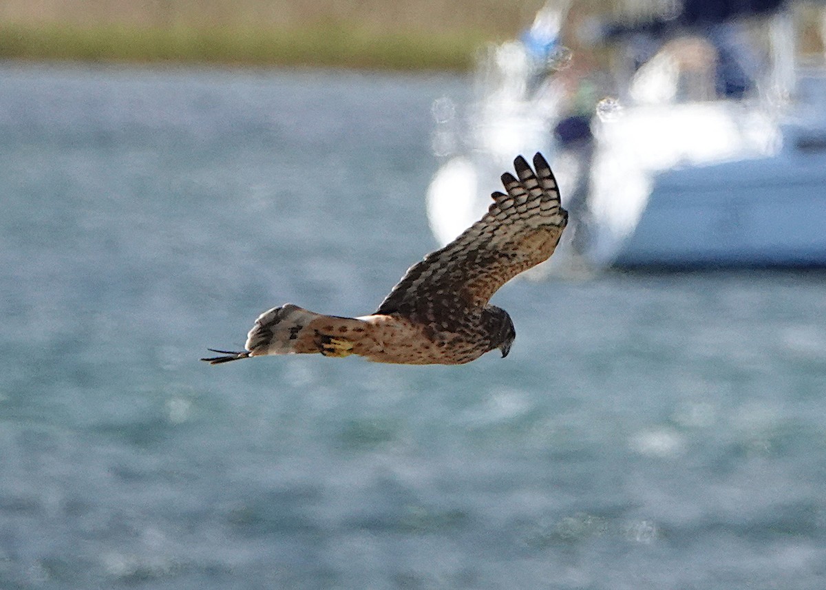 Northern Harrier - ML643065380