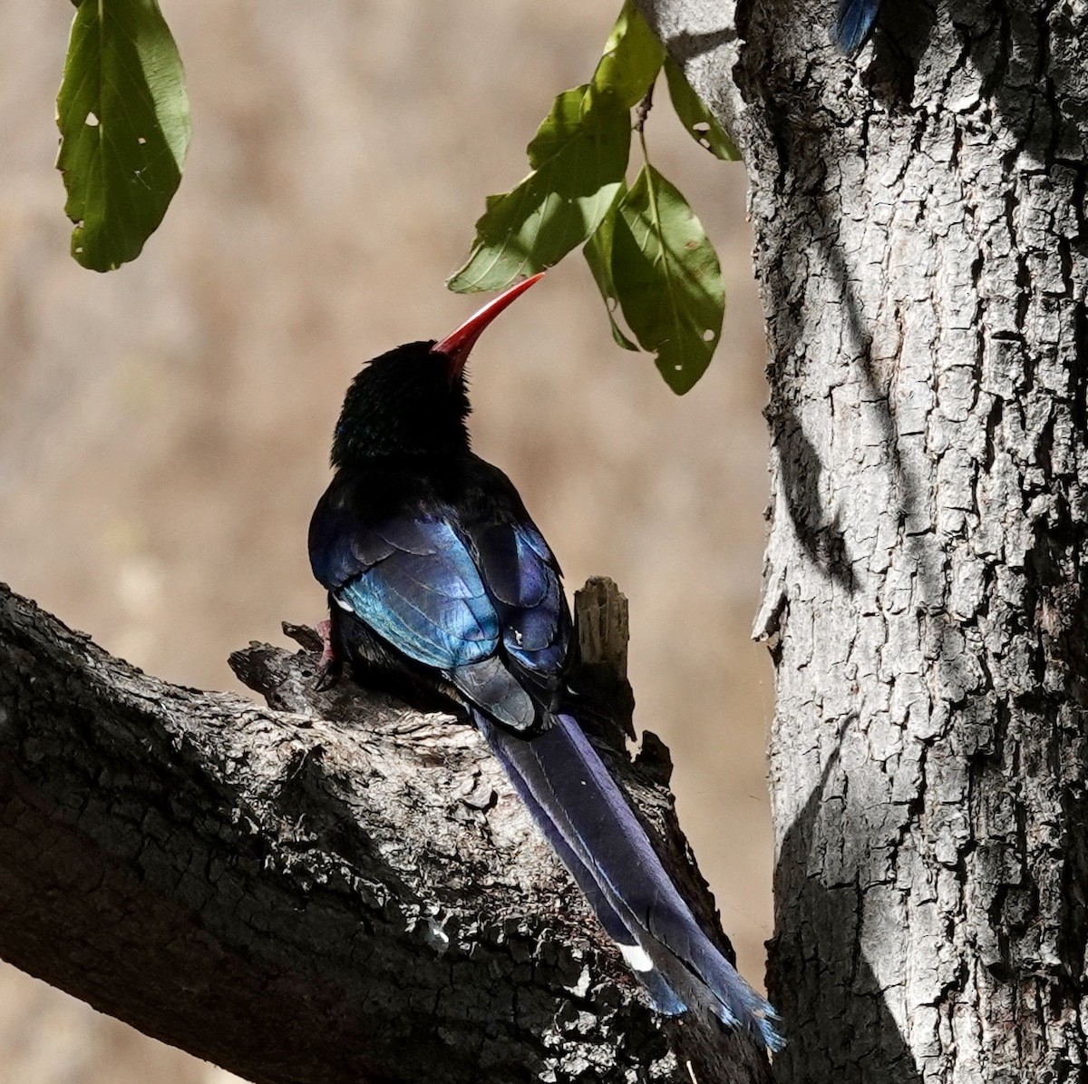 Green Woodhoopoe - ML643065381