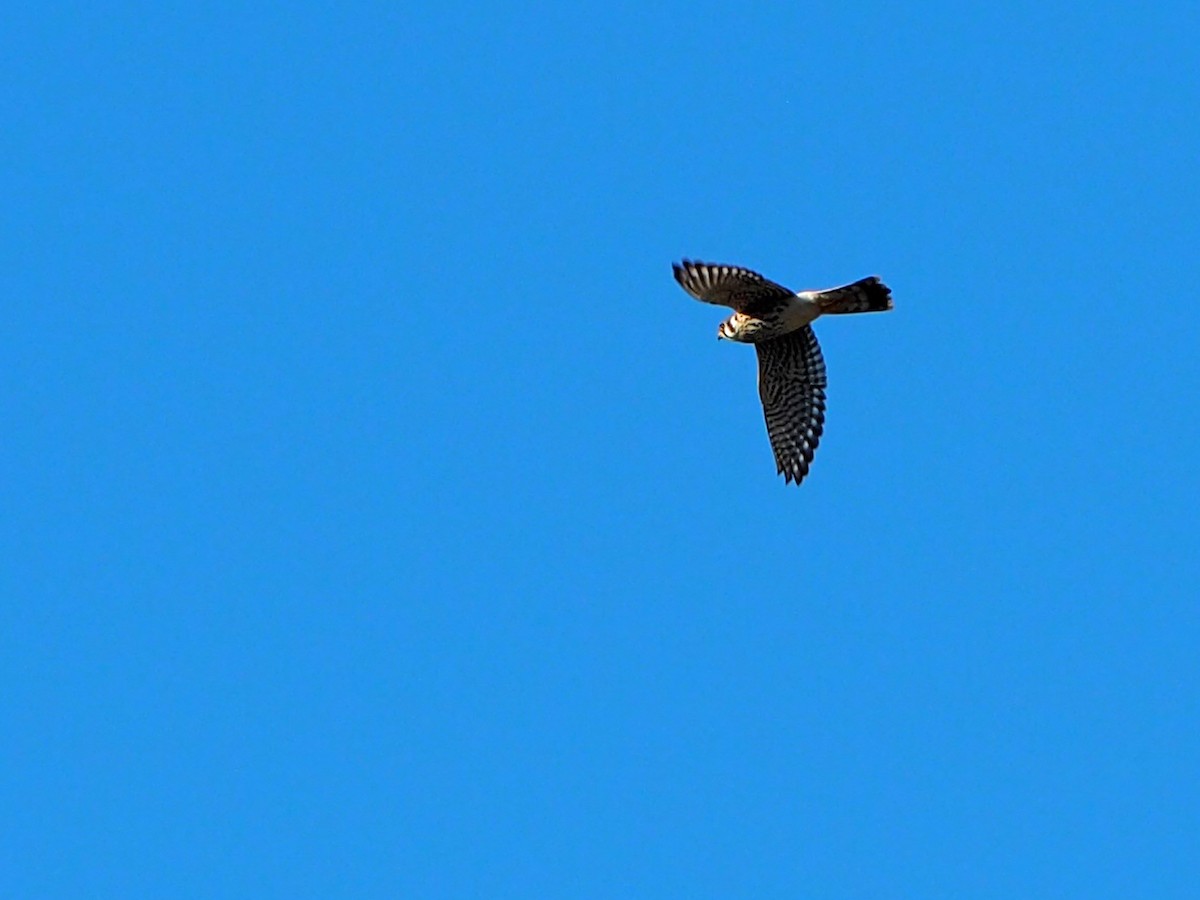 American Kestrel - ML643065384