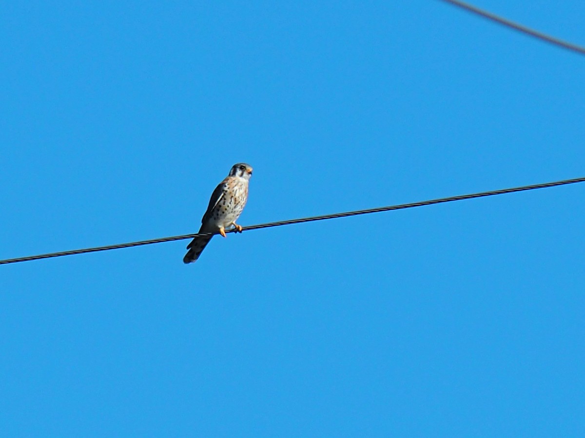 American Kestrel - ML643065385