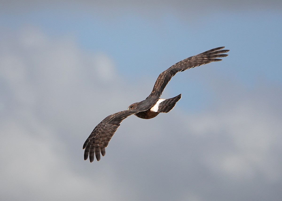 Northern Harrier - ML643065388