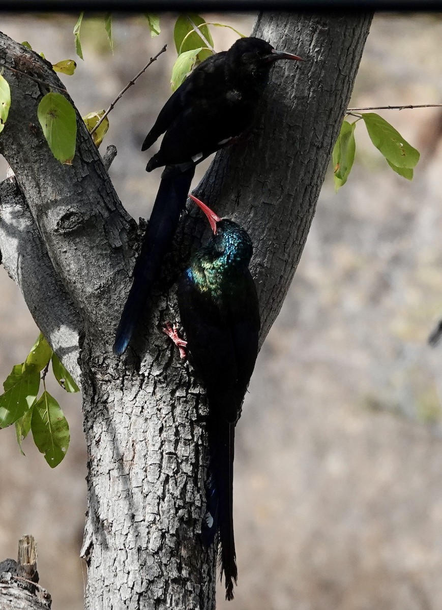 Green Woodhoopoe - ML643065390