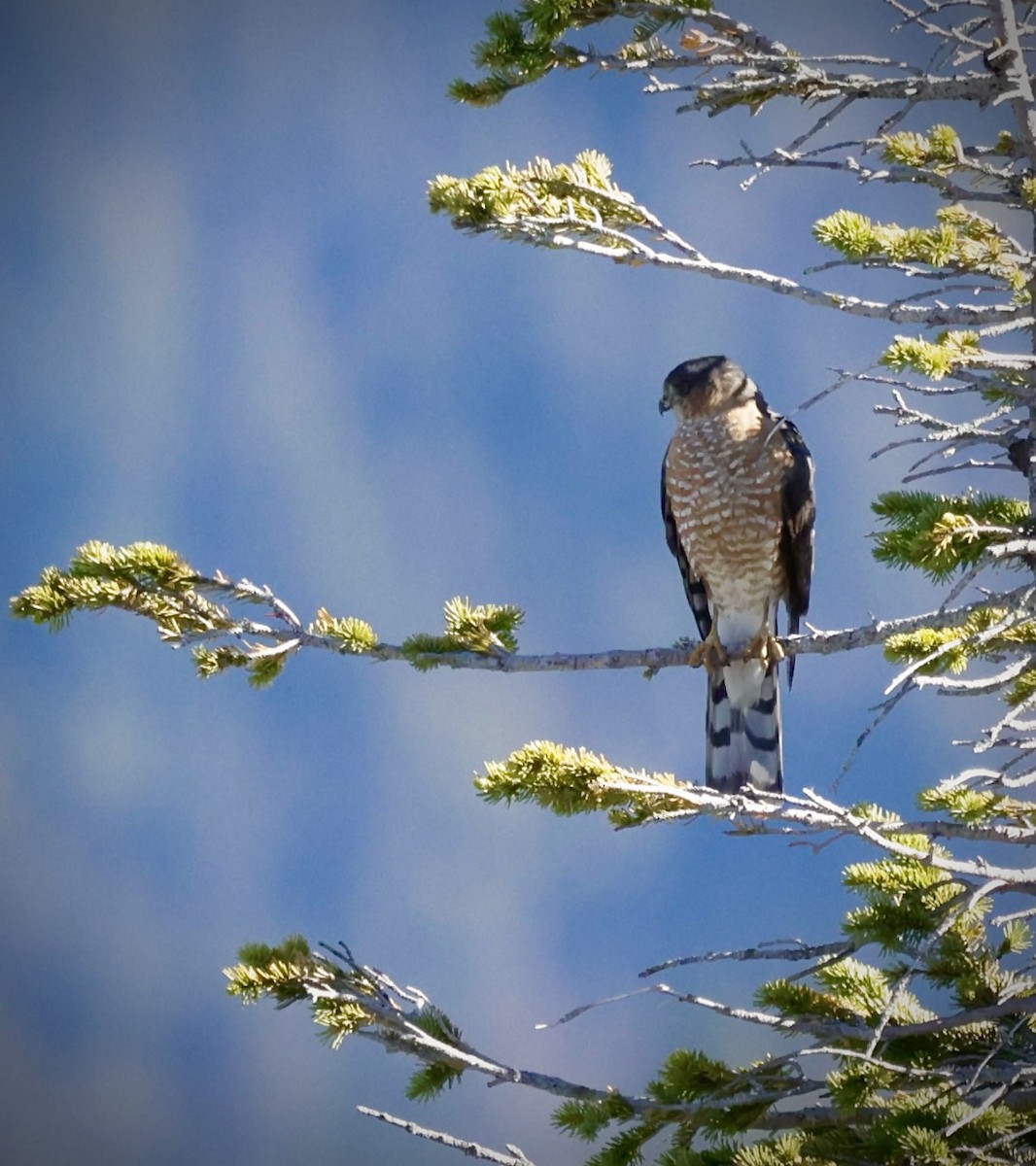 Sharp-shinned Hawk - ML643065414