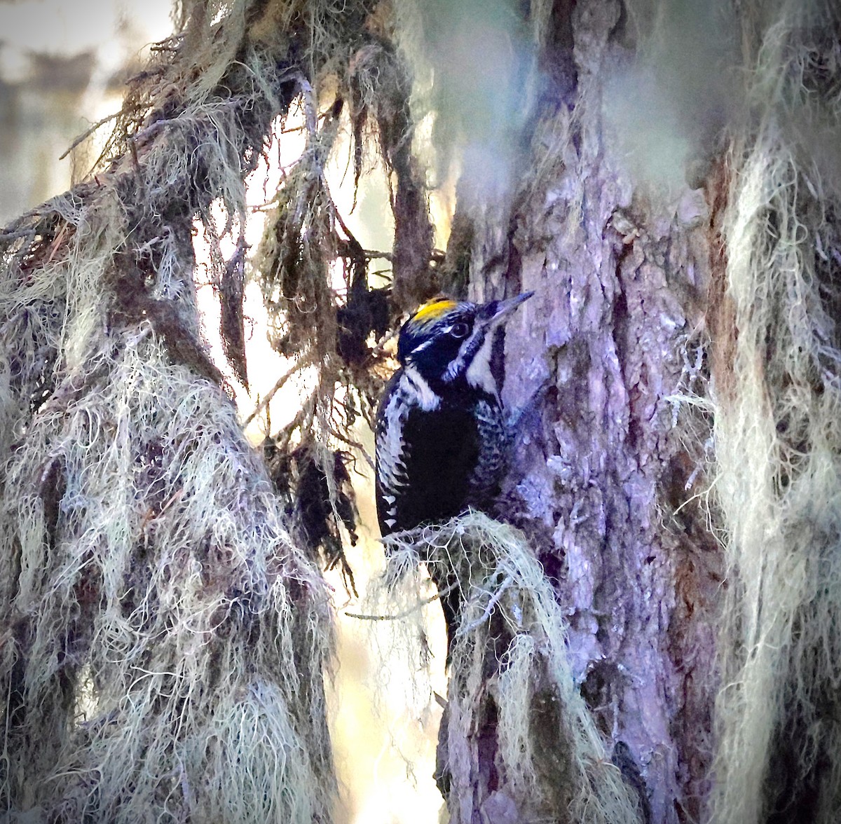 American Three-toed Woodpecker - ML643065425