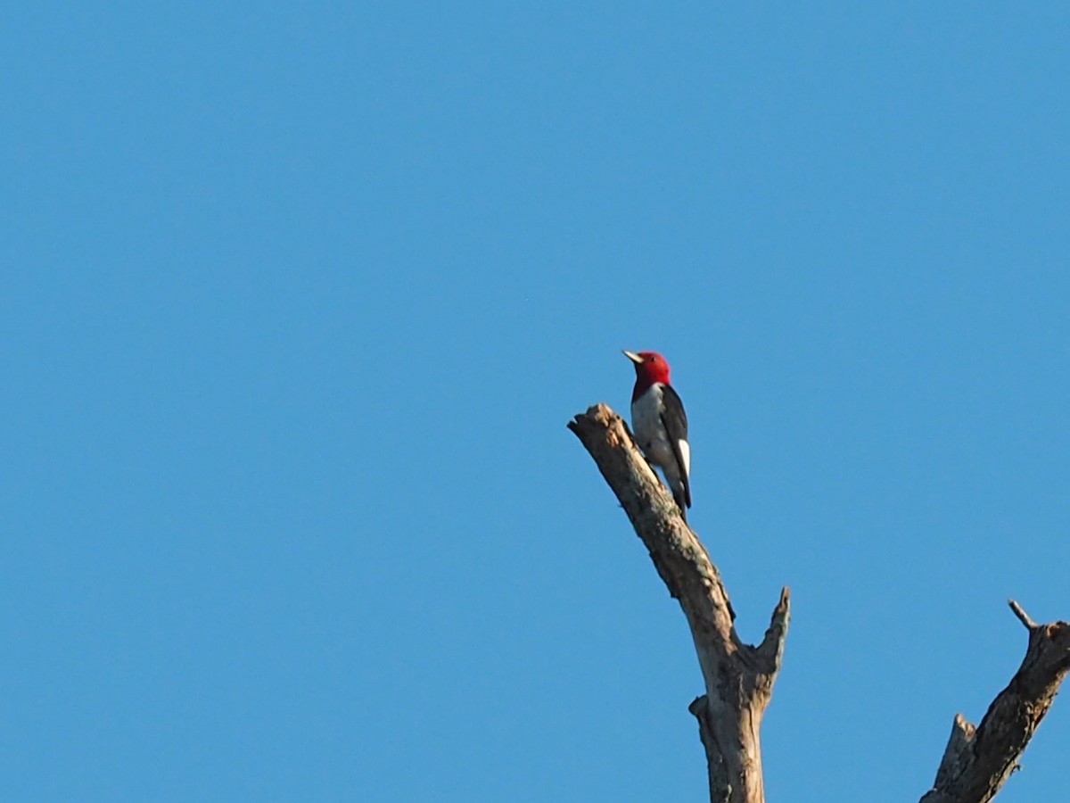 Red-headed Woodpecker - ML643065426