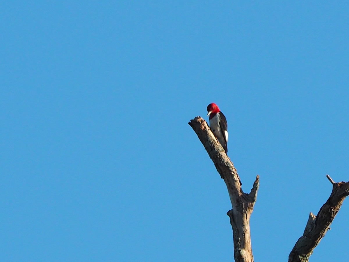 Red-headed Woodpecker - ML643065427