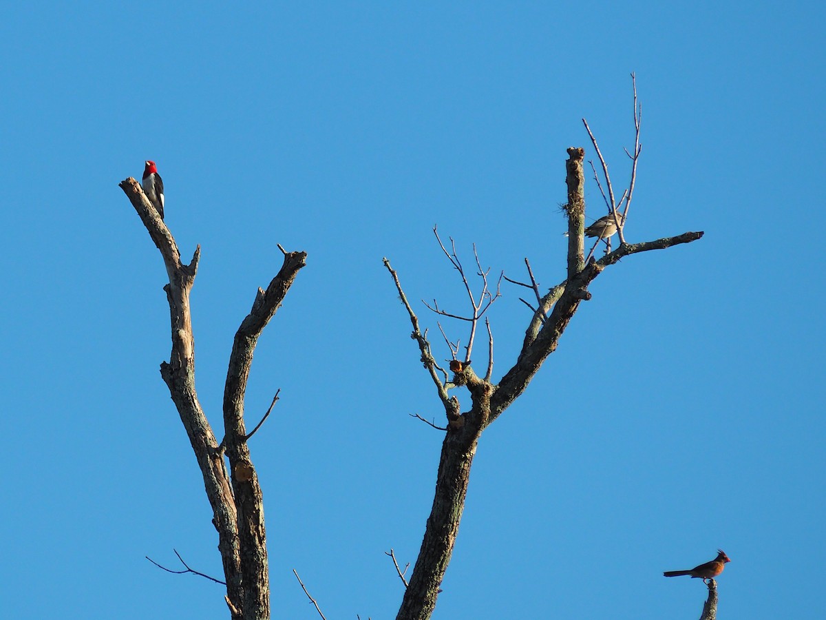 Red-headed Woodpecker - ML643065428