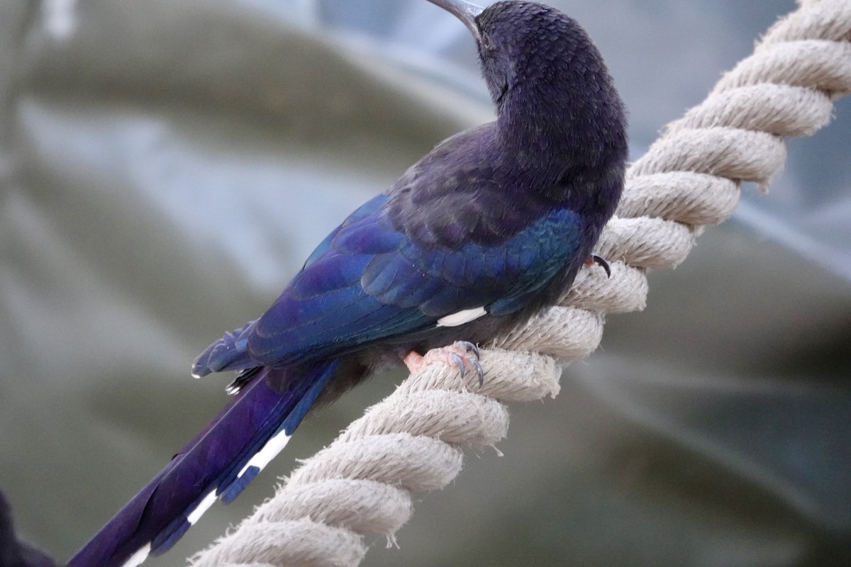 Green Woodhoopoe - ML643065429