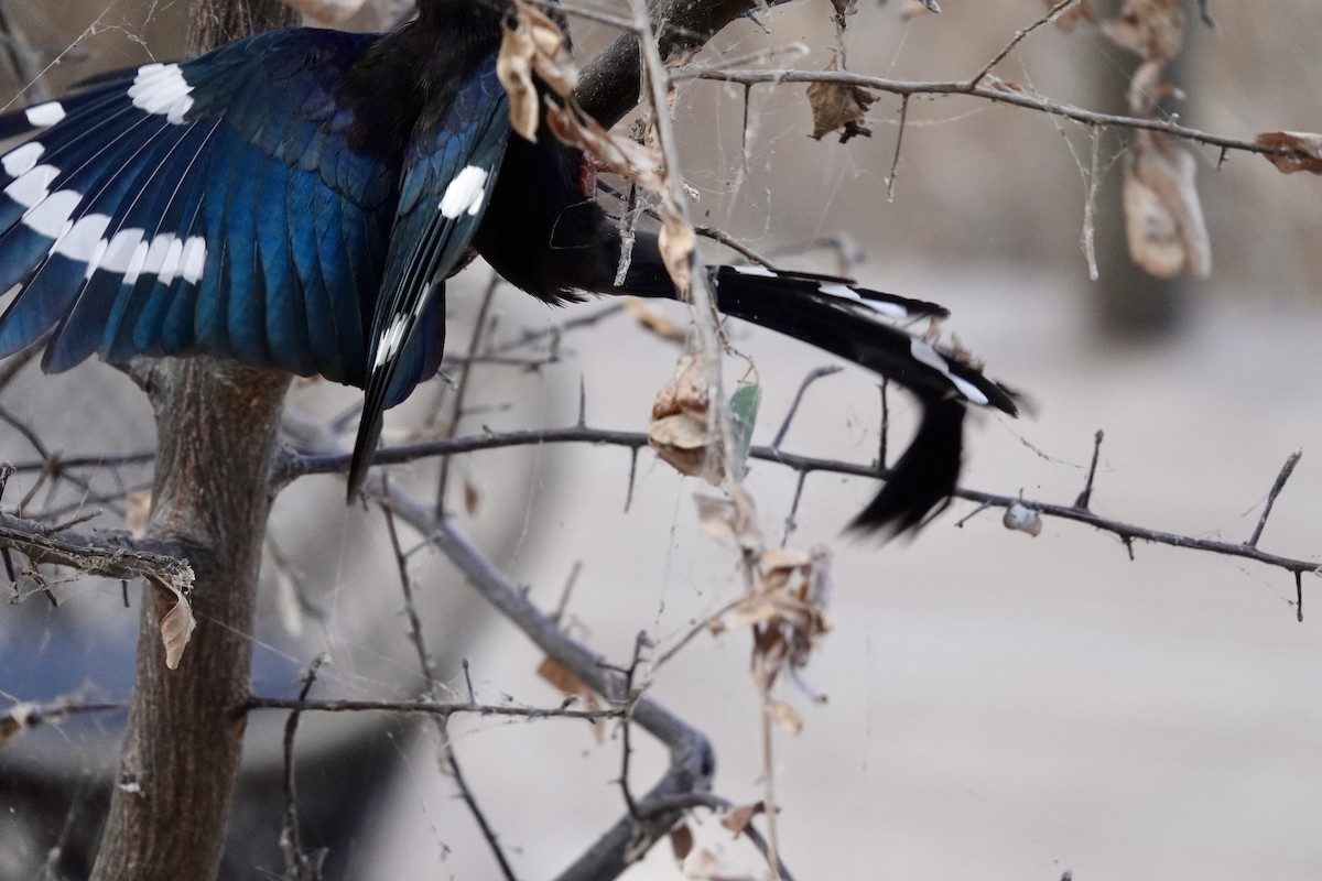 Green Woodhoopoe - ML643065430