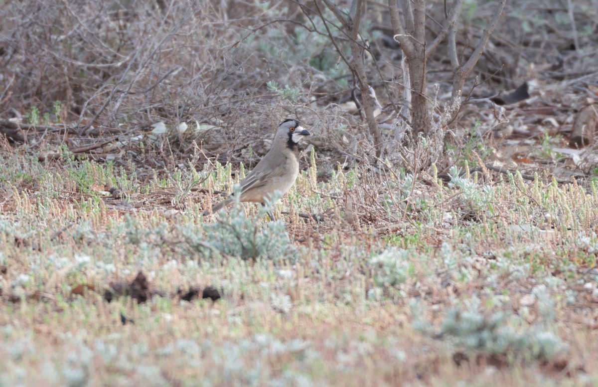 Crested Bellbird - ML643065431