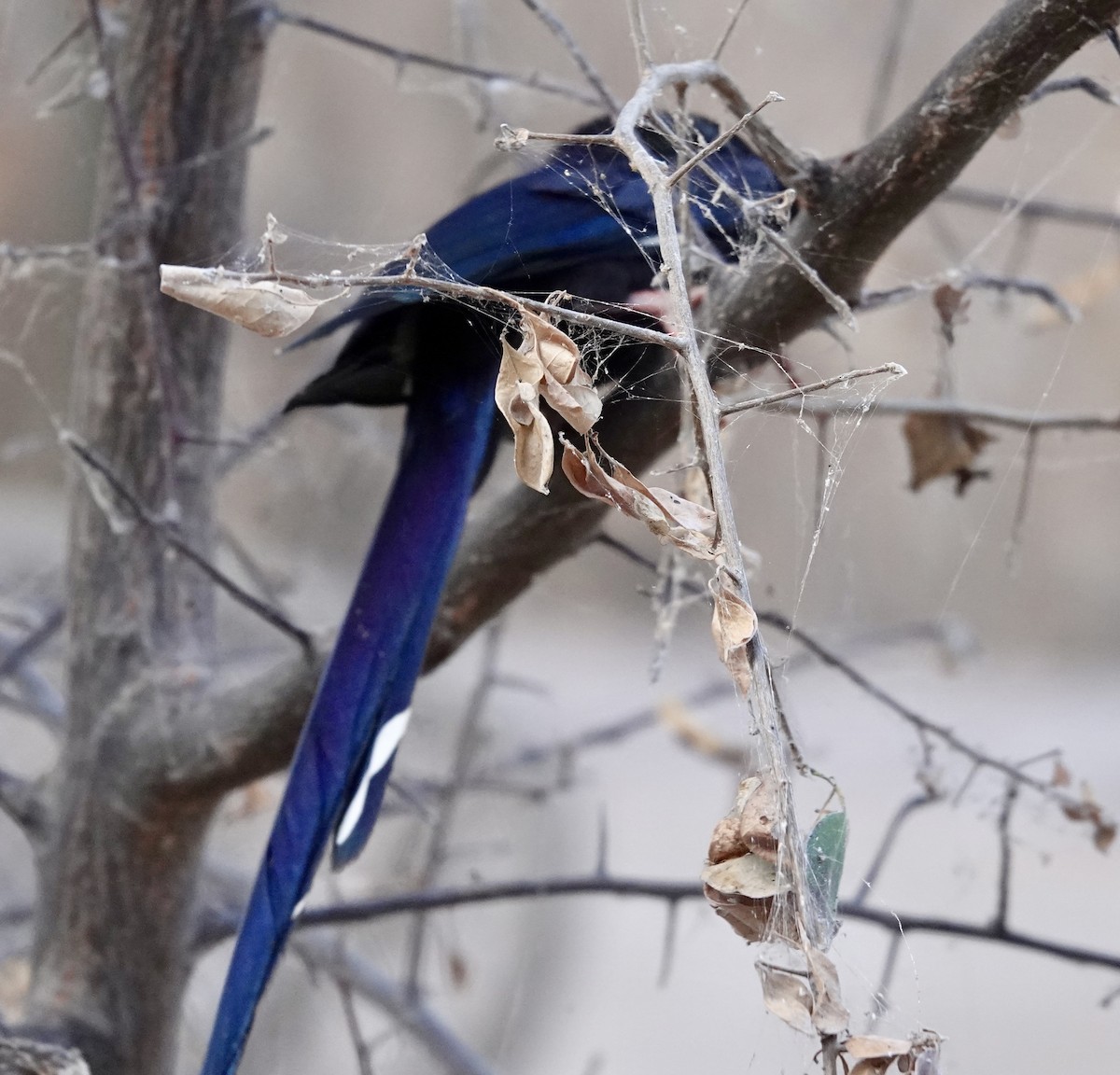 Green Woodhoopoe - ML643065437