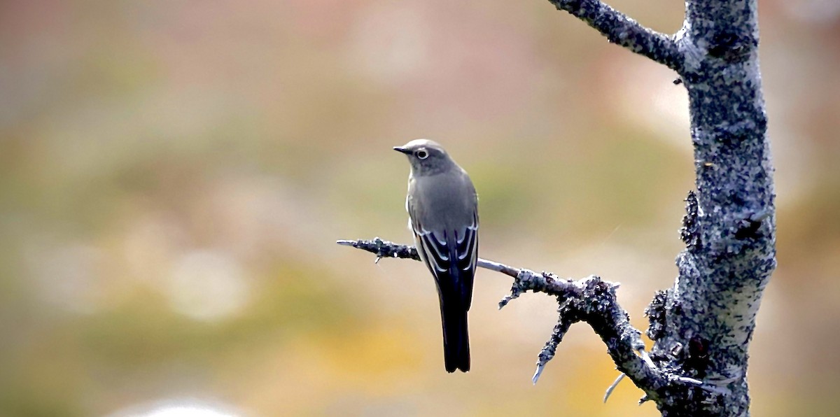 Townsend's Solitaire - ML643065438