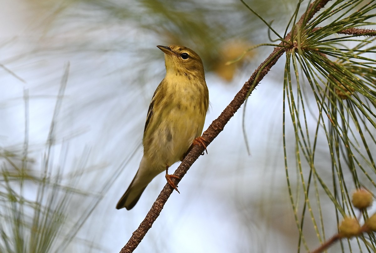 Blackpoll Warbler - ML643065439