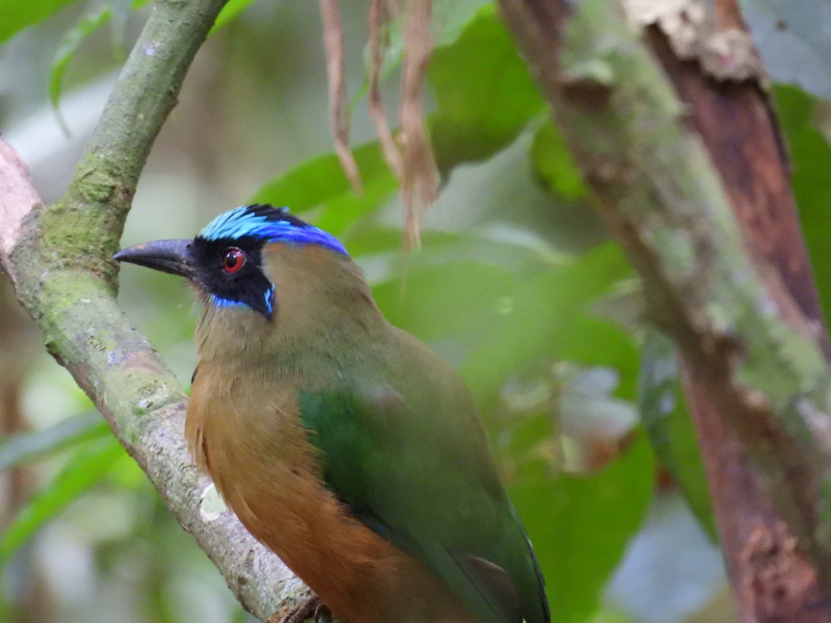 Motmot caraïbe (groupe subrufescens) - ML643065440