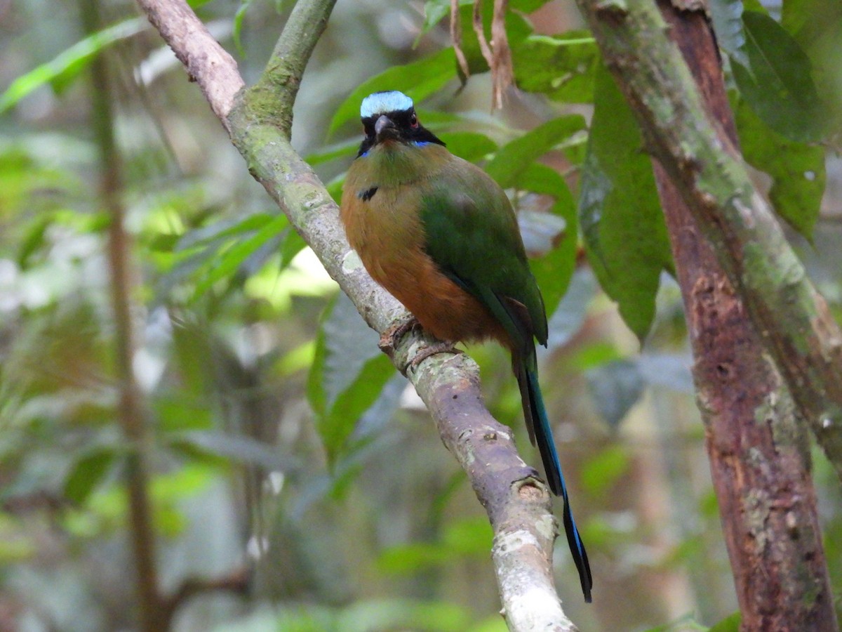 Motmot caraïbe (groupe subrufescens) - ML643065441