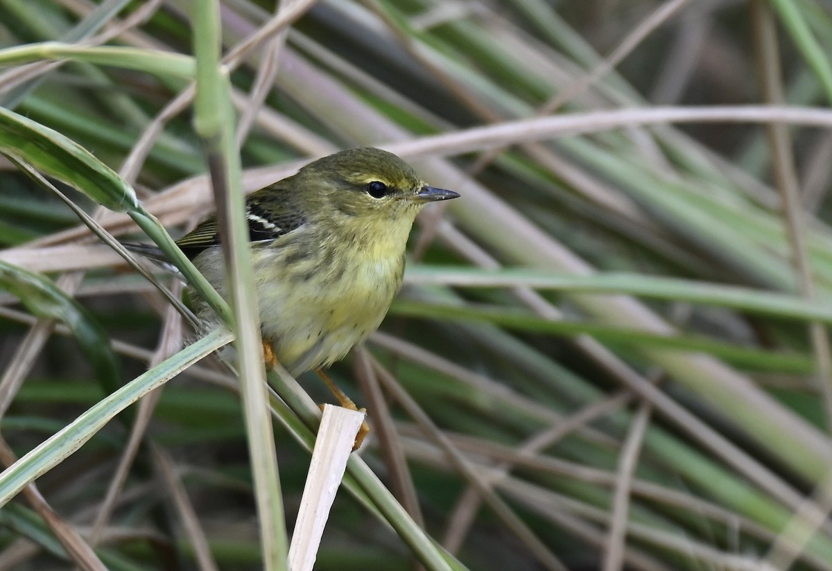Blackpoll Warbler - ML643065444