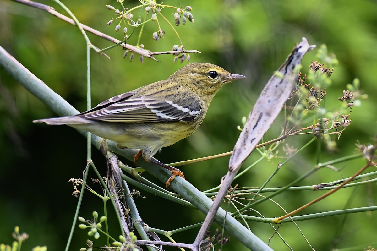 Blackpoll Warbler - ML643065445