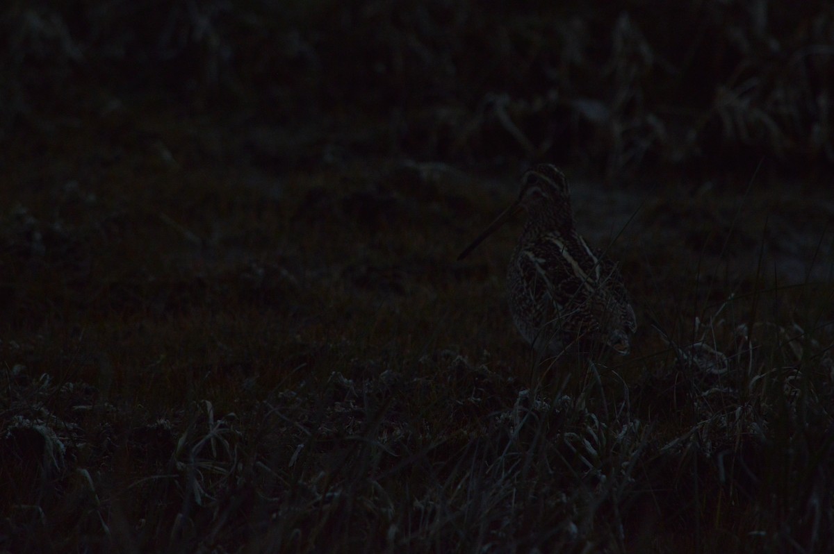 Magellanic Snipe - ML643065446