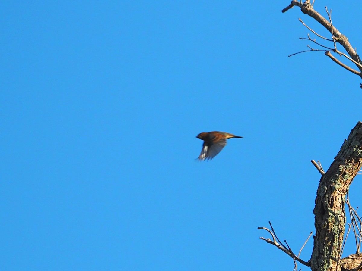 Indigo Bunting - ML643065448