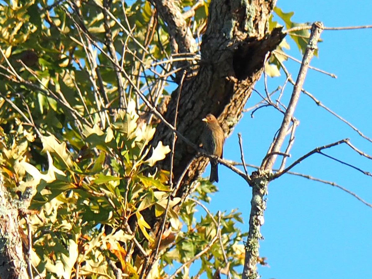 Indigo Bunting - ML643065449
