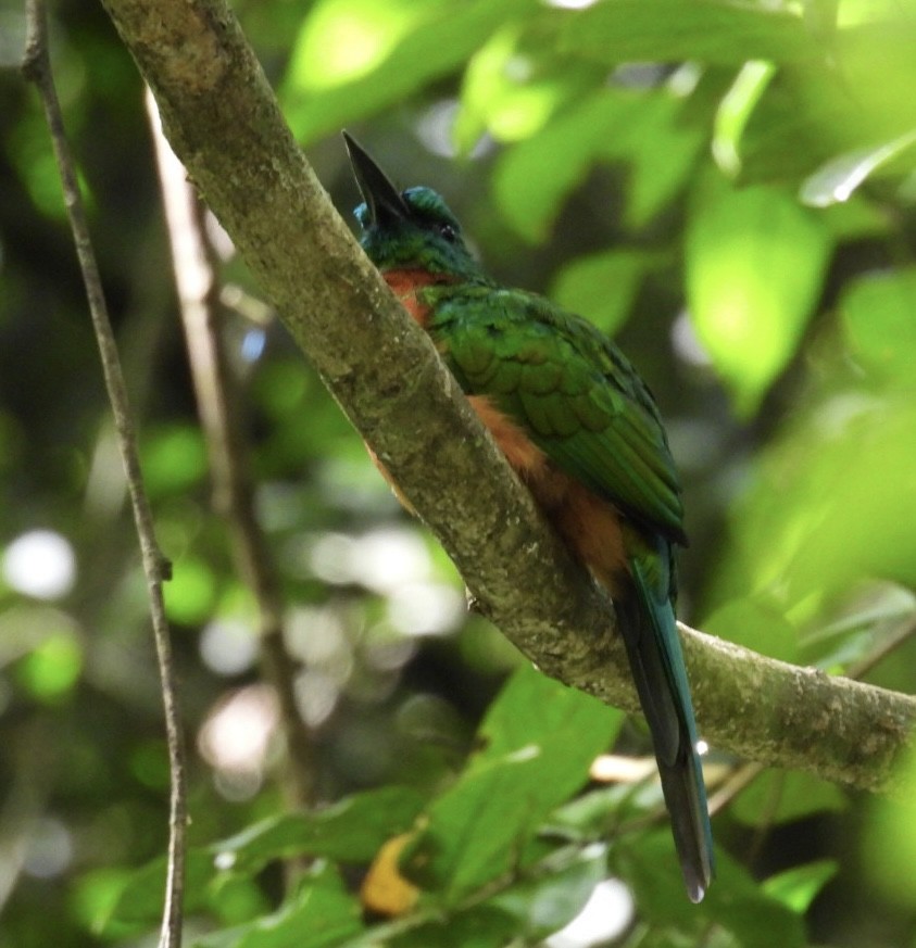 Great Jacamar - ML643065470