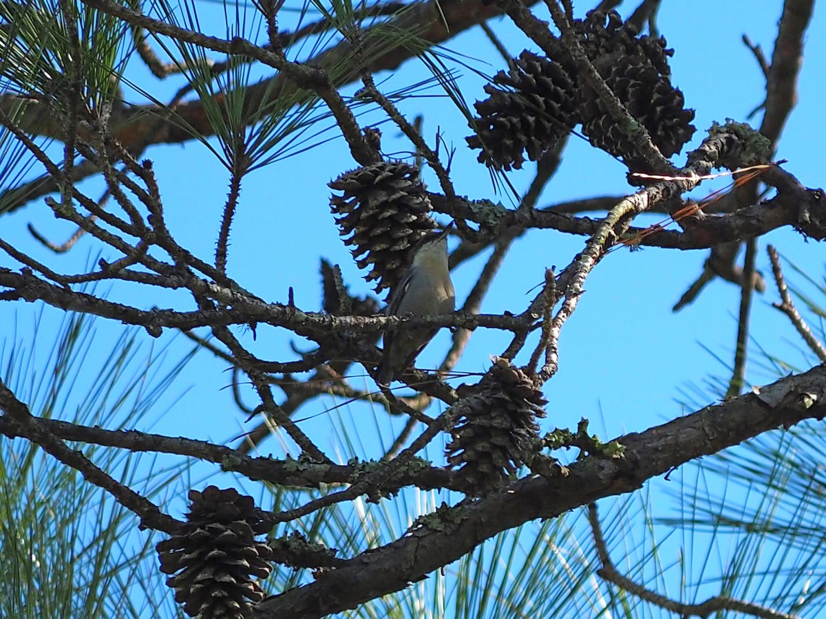Brown-headed Nuthatch - ML643065479
