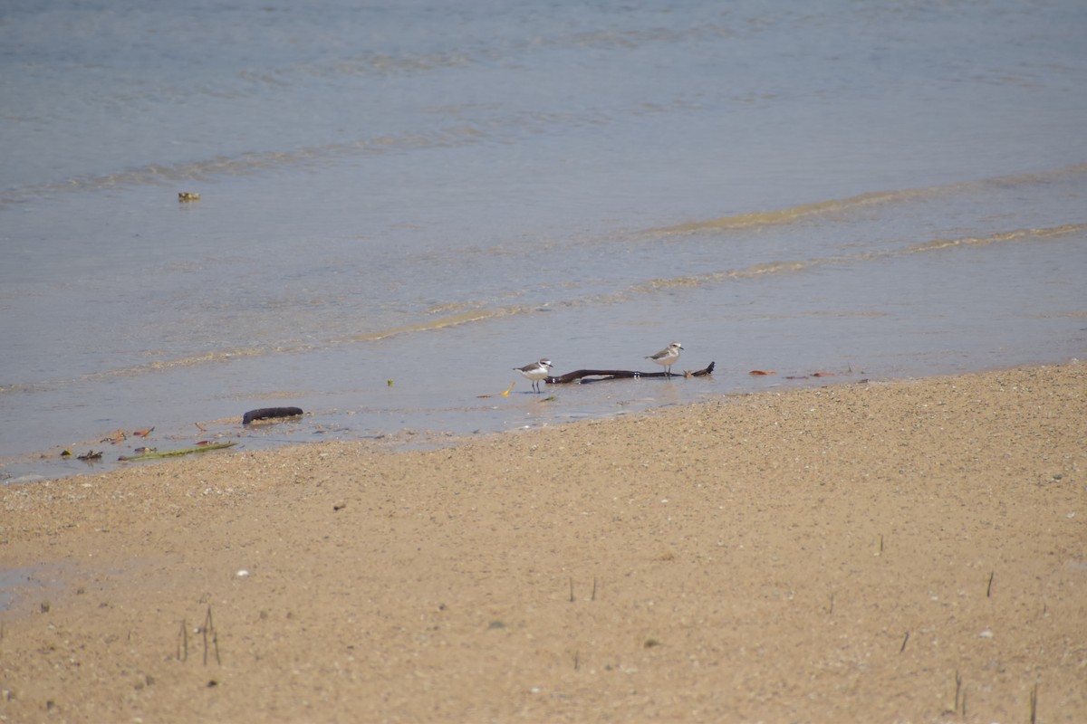 Kentish Plover - ML643065482