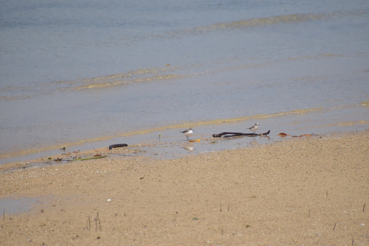 Kentish Plover - ML643065483