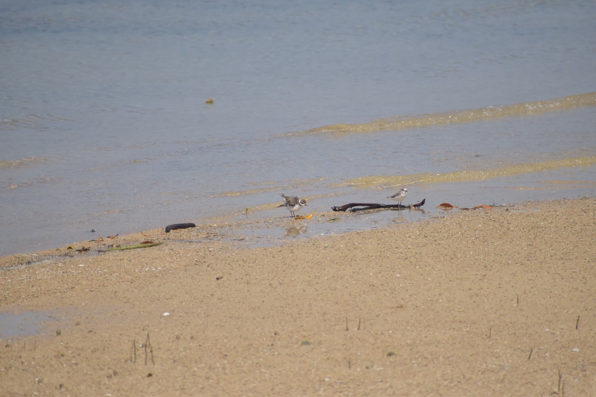 Kentish Plover - ML643065484