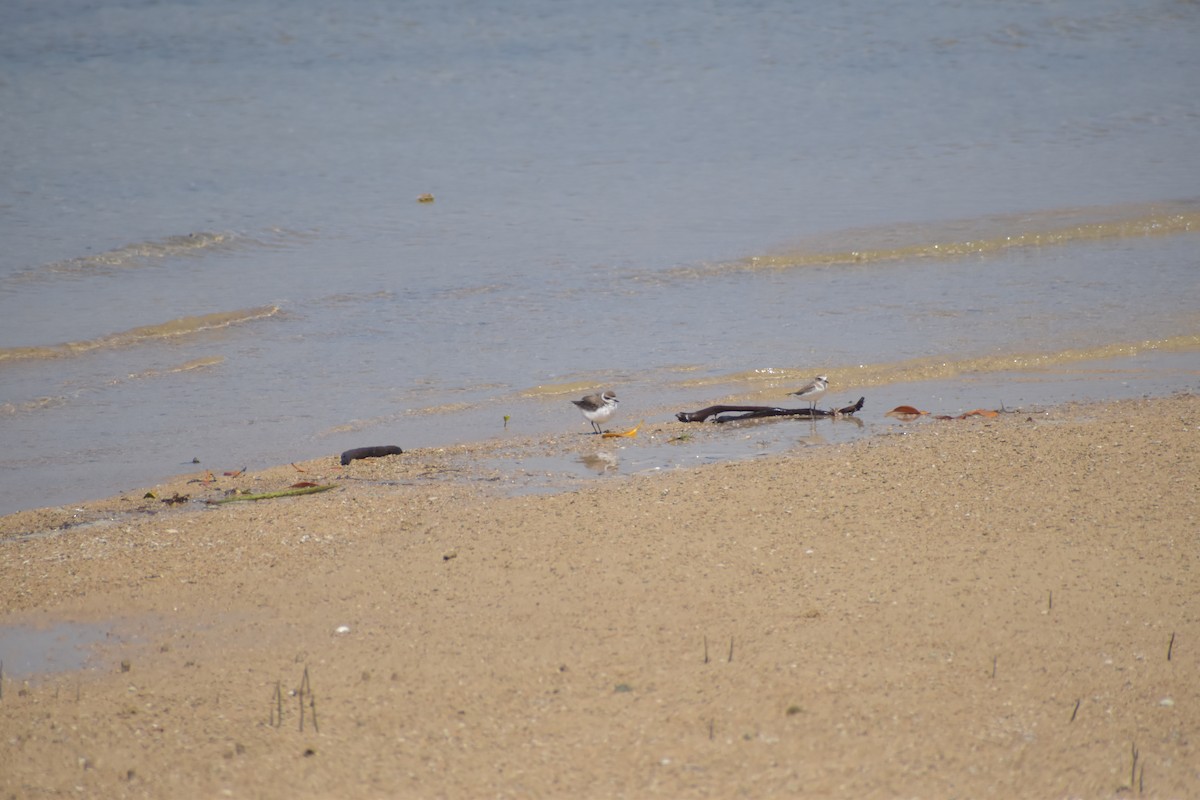 Kentish Plover - ML643065485