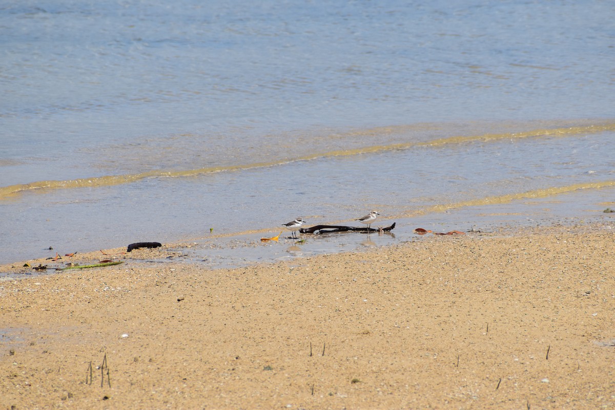 Kentish Plover - ML643065486