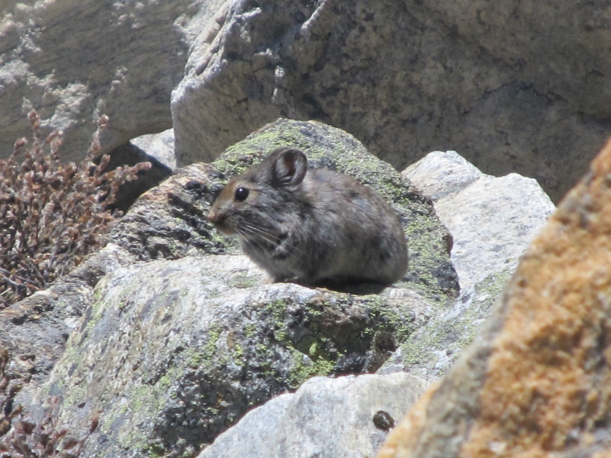Himalayan Pika - ML643065508