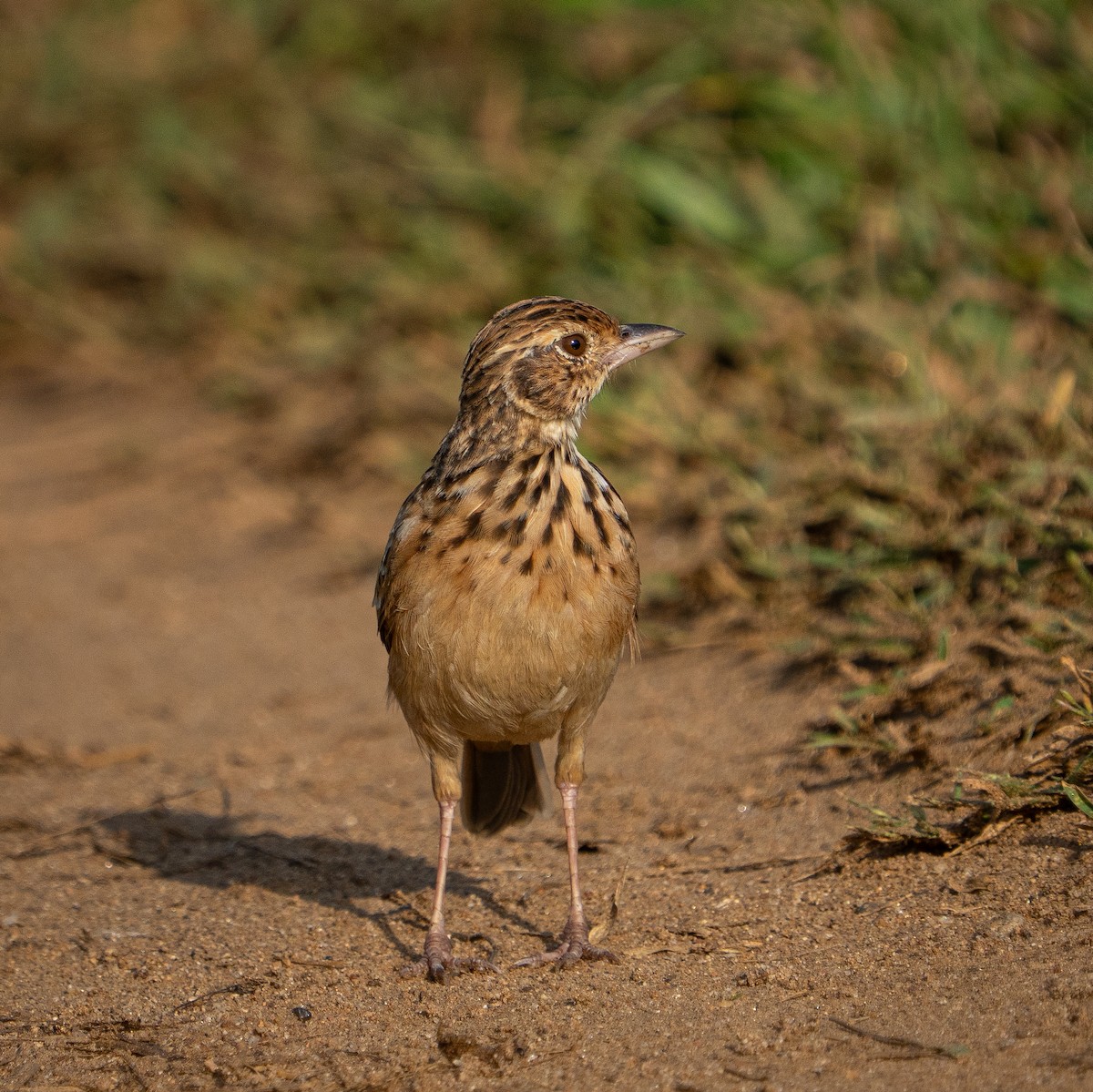 Jerdon's Bushlark - ML643065517