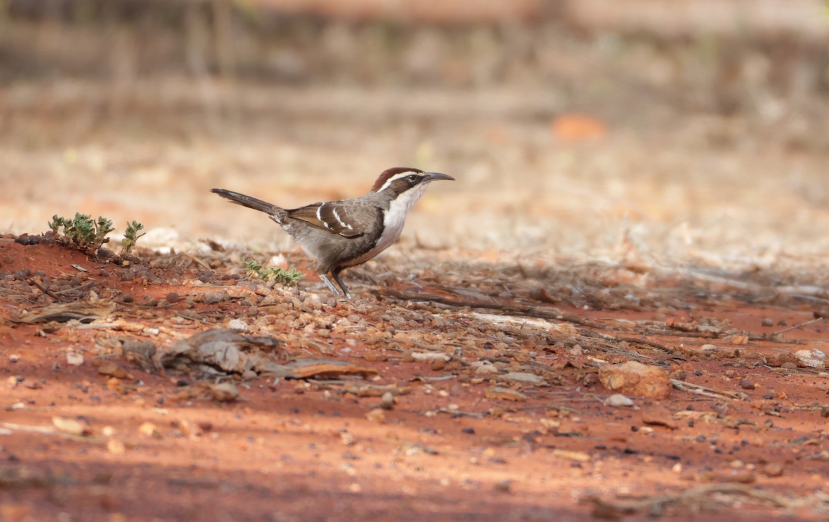 Chestnut-crowned Babbler - ML643065520