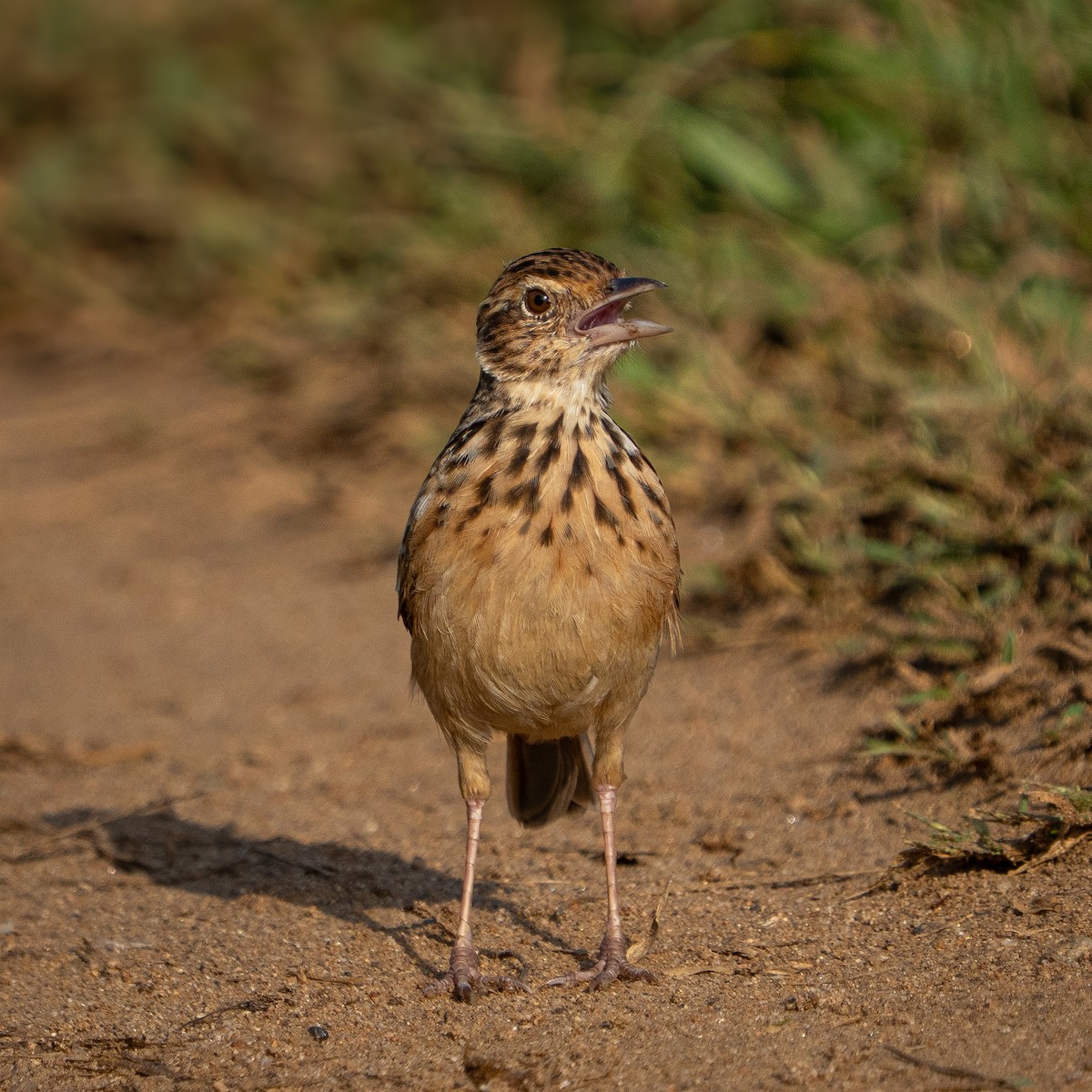 Jerdon's Bushlark - ML643065522