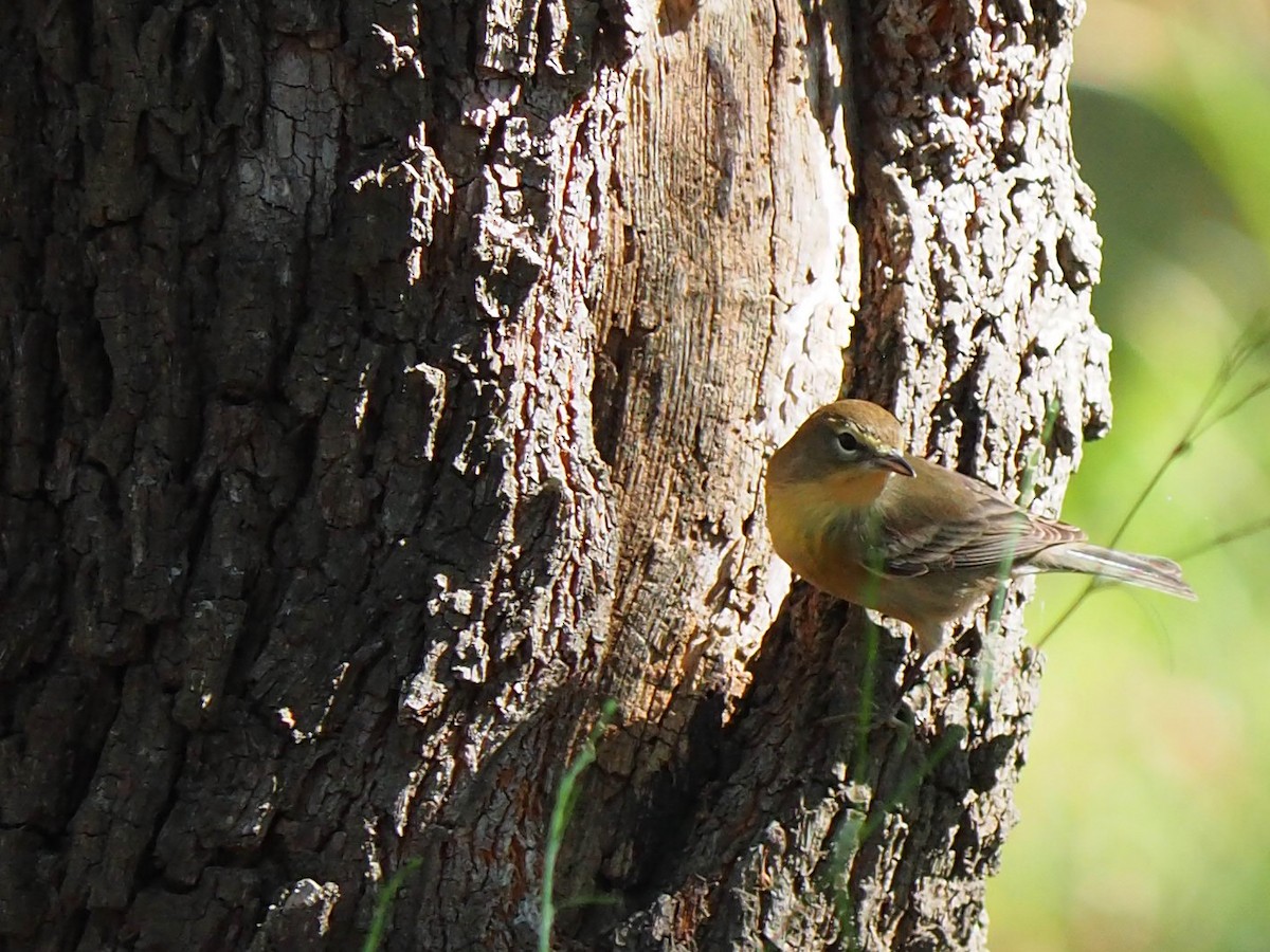 Pine Warbler - ML643065524